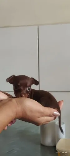 Pinscher 0