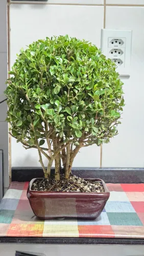 Bonsai de Buxinho 6 anos