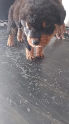 Vendo filhote de rottweiler