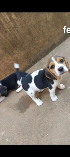 Filhote de Beagle o filhote que adora descobrir o mundo ao seu lado 