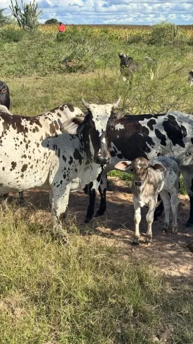 Vaca Nelore Pintado PO + Bezerro Nelore Pintado