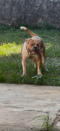 Olde Engles Bulldog