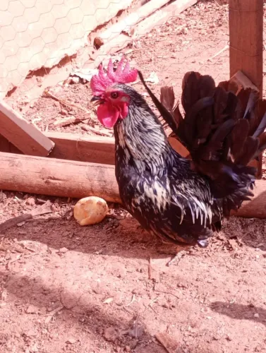 GALO MINI GARNISÉ NAGASAKI À VENDA