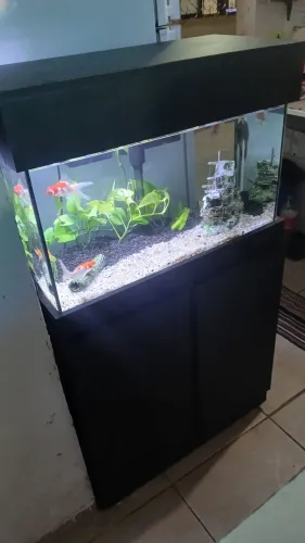 Aquario 100 litros