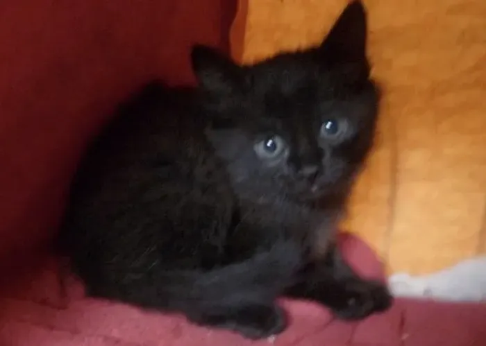 Gatinho preto disponível 