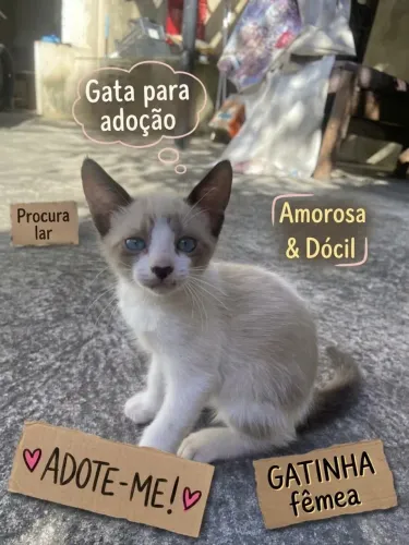 Procura-se um lar cheio de amor para esta gatinha! ?