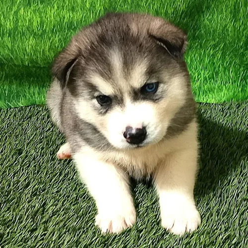 Husky Siberiano: Leve seu husky para casa!