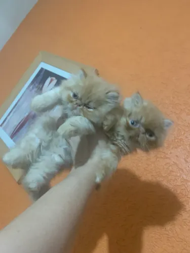 Filhote de gato persa