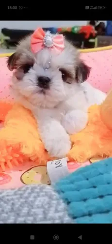 Shitzu menor porte fofinhos lindos vacinados vermífugados