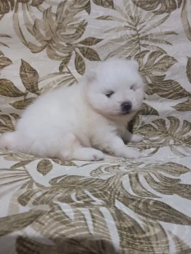 Lulu da palmerania