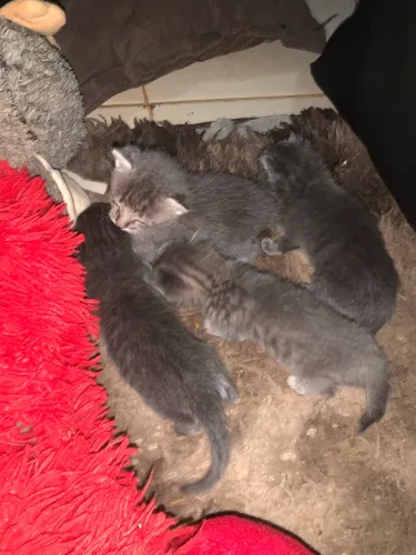 Doação de gato