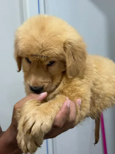 Golden retriever