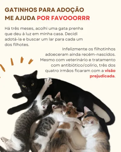 Gatinhos para adoção 