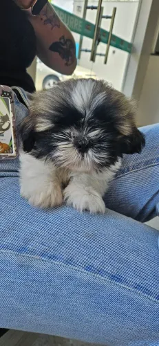 Shitzu