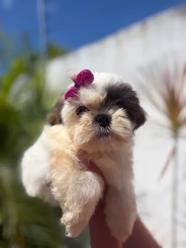 Shih tzu FÊMEA