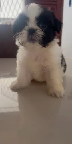 Shihtzu