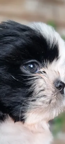 Shih-tzu fêmea