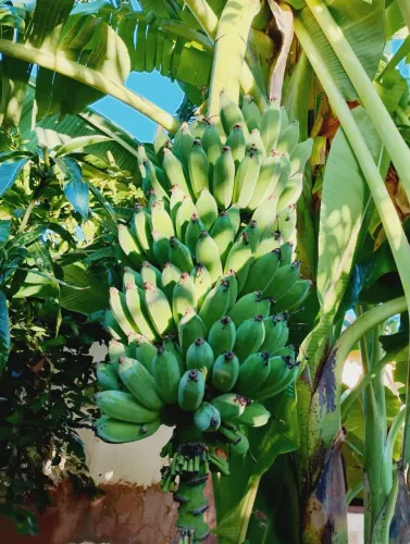 Vendo mudas de banana maçã da Embrapa 