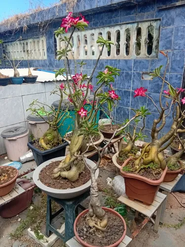 ROSAS DO DESERTO
