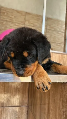 Filhote de Rottweiler