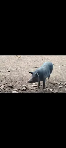Porco