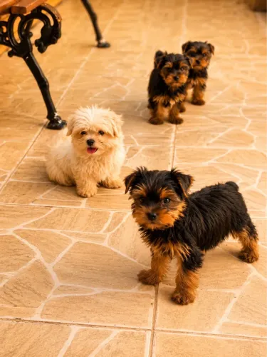 Yorkshire terrier 