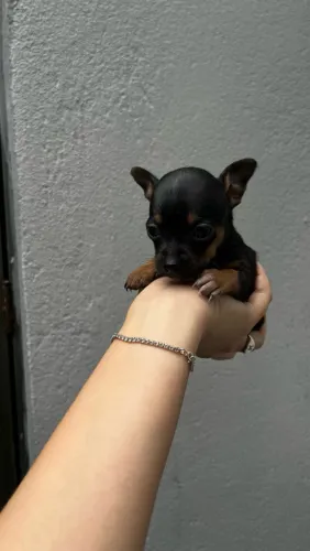 Pinscher