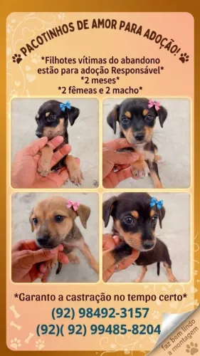 Adoção responsável 