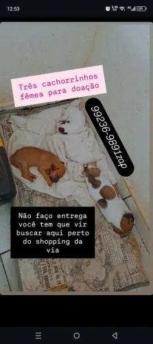 Três cachorros fêmea para doação raça box com vira-lata tem que vir buscar