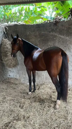 Cavalo inteiro 