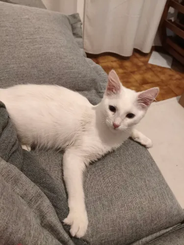Adoção Gato
