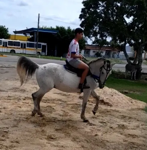 Cavalo de Esteira