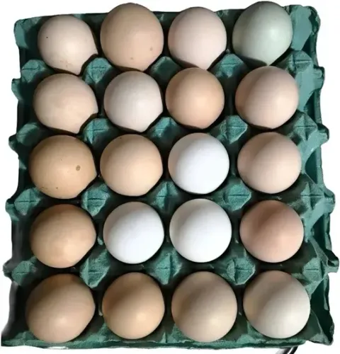 12 Ovos De Galinha Balão Sertaneja ( Gsb ) Galados