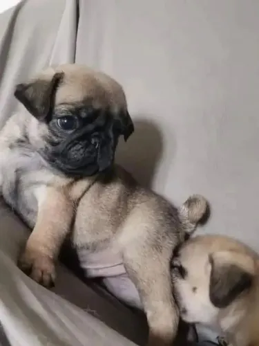 filhotes de Pug,machos e fêmea chama no ZAP *