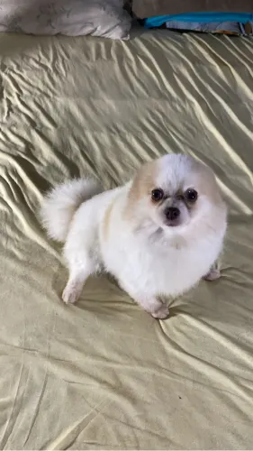 Spitz macho procura namorada