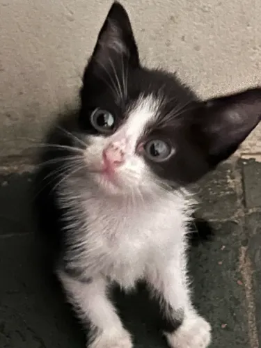 Gatos para doação 