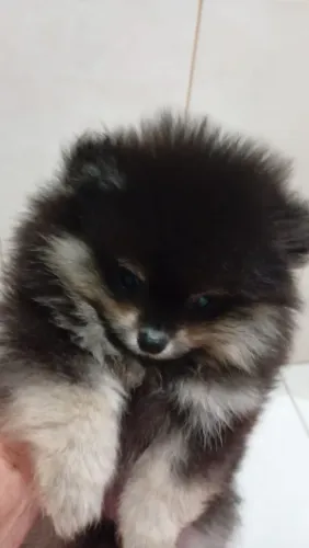 Lulu da pomerania machinho anão 