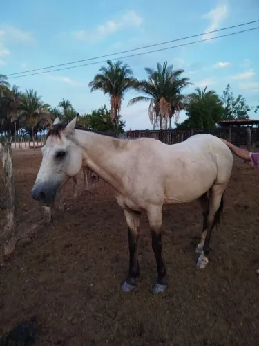 Cavalo quarto de milha de esteira