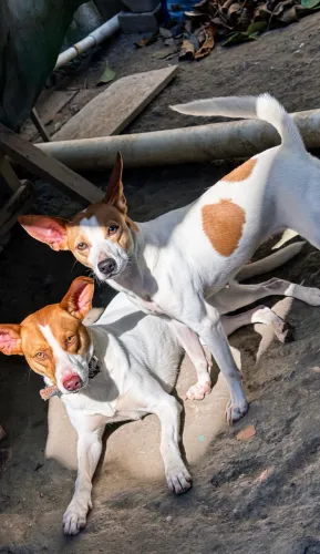 Cão