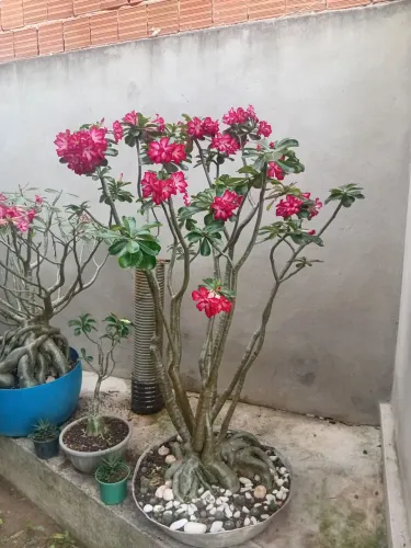 Rosa do deserto adulta 
