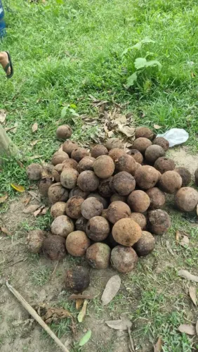 Castanha com ouriço