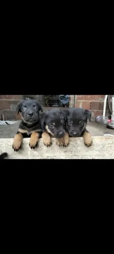 vender raça rottweiler com 45semanas já tomou remédio pra verme 