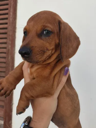 Salsicha (Dachshund) Macho