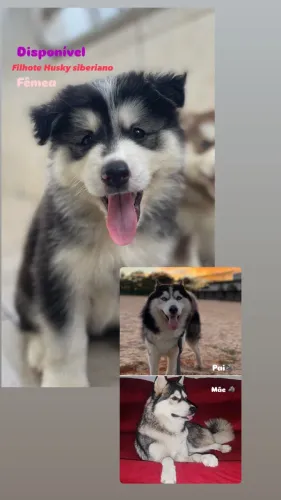 Filhote de husky (Fêmea)
