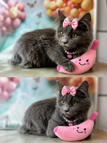 Maine coon