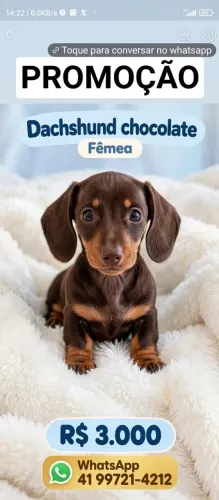 Dachshund Fêmea Chocolate