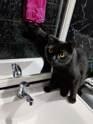 Gato scottish fost 