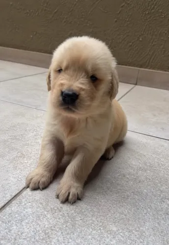 Filhote de Golden Retriever (Doação)