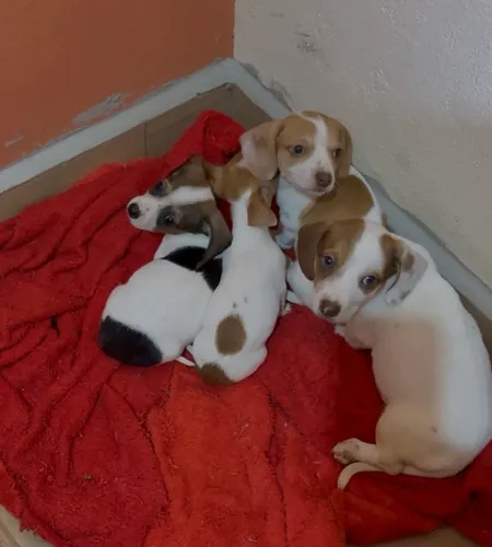 Filhote de basset