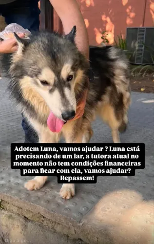 ADOÇÃO RESPONSÁVEL HUSKY FEMIA